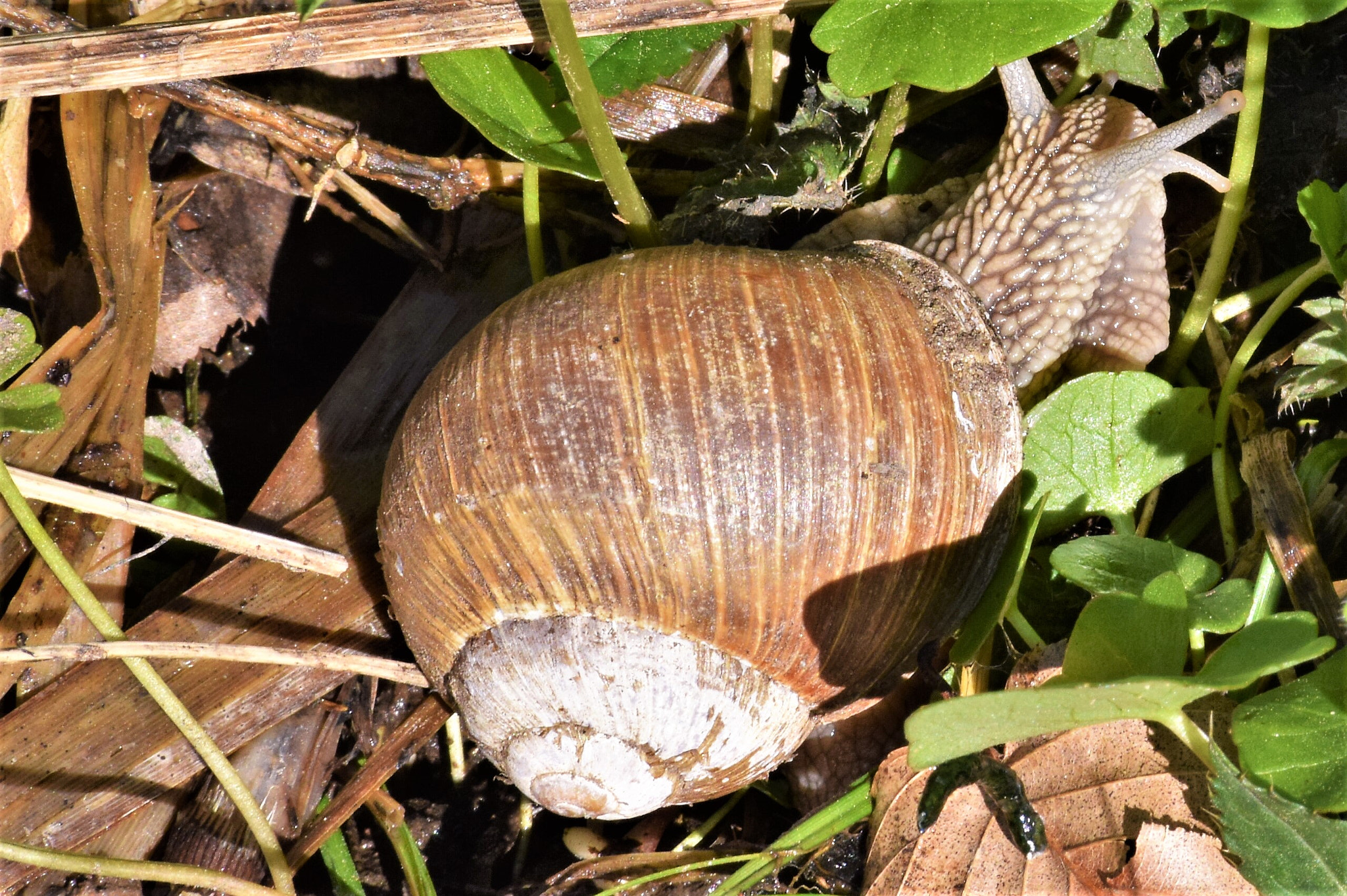 Nikon D3300 sample photo. Snail photography