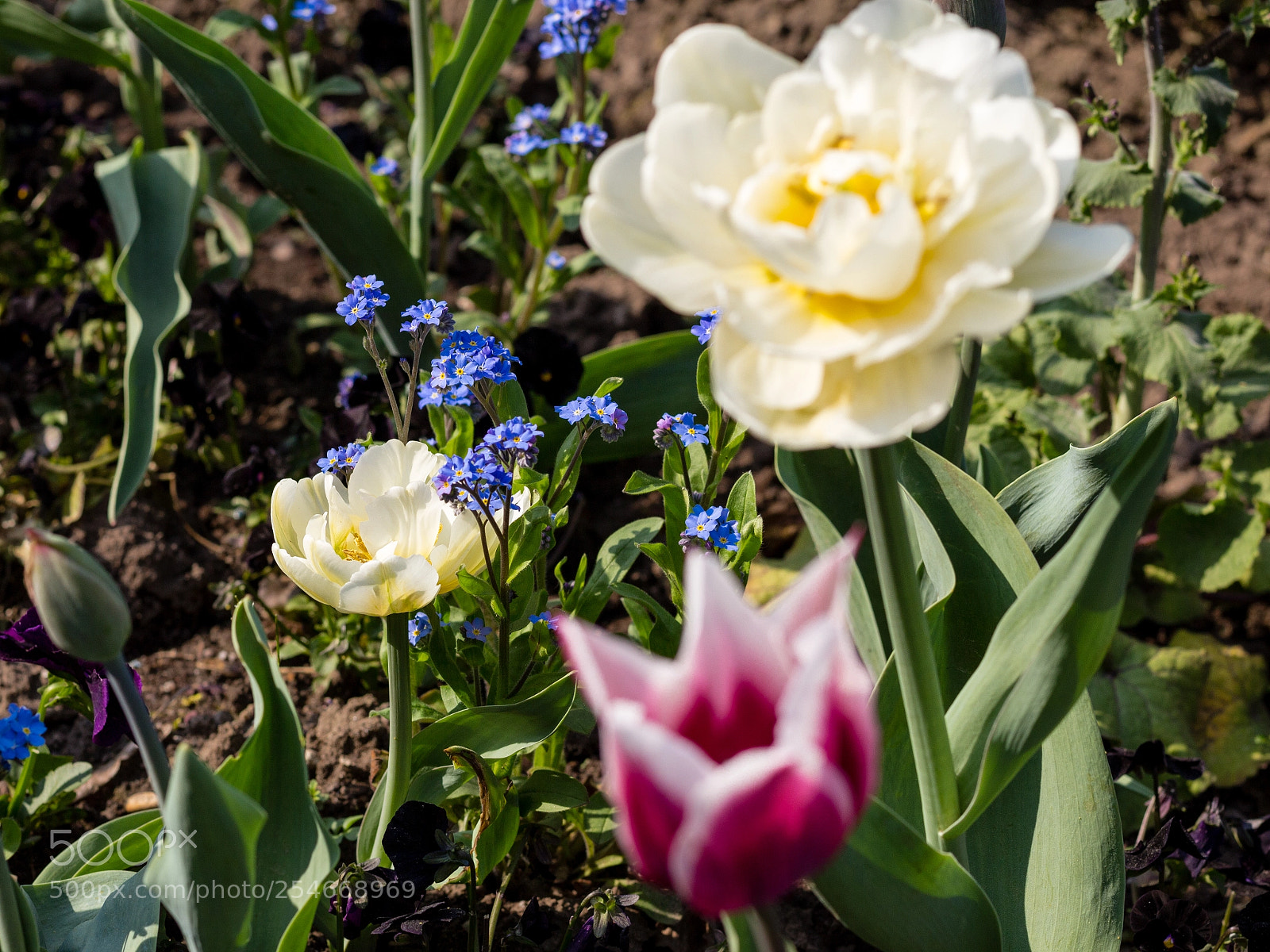 Canon EOS 700D (EOS Rebel T5i / EOS Kiss X7i) sample photo. Forget me not photography