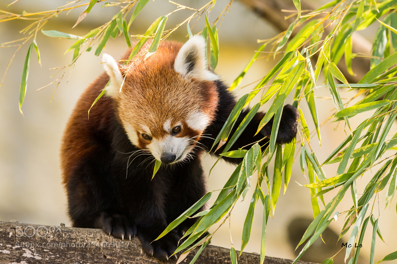 Nikon D7100 sample photo. Ailurus fulgens - panda photography