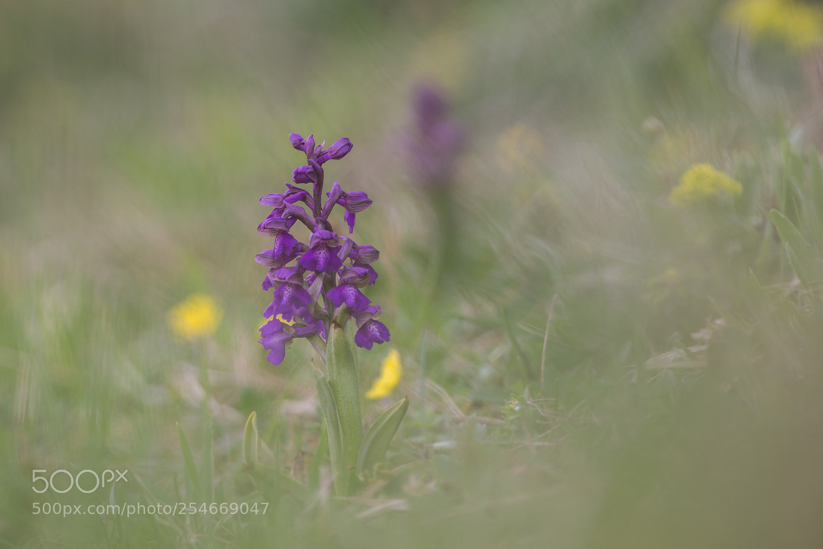 Pentax K-1 sample photo. Kleines knabenkraut photography