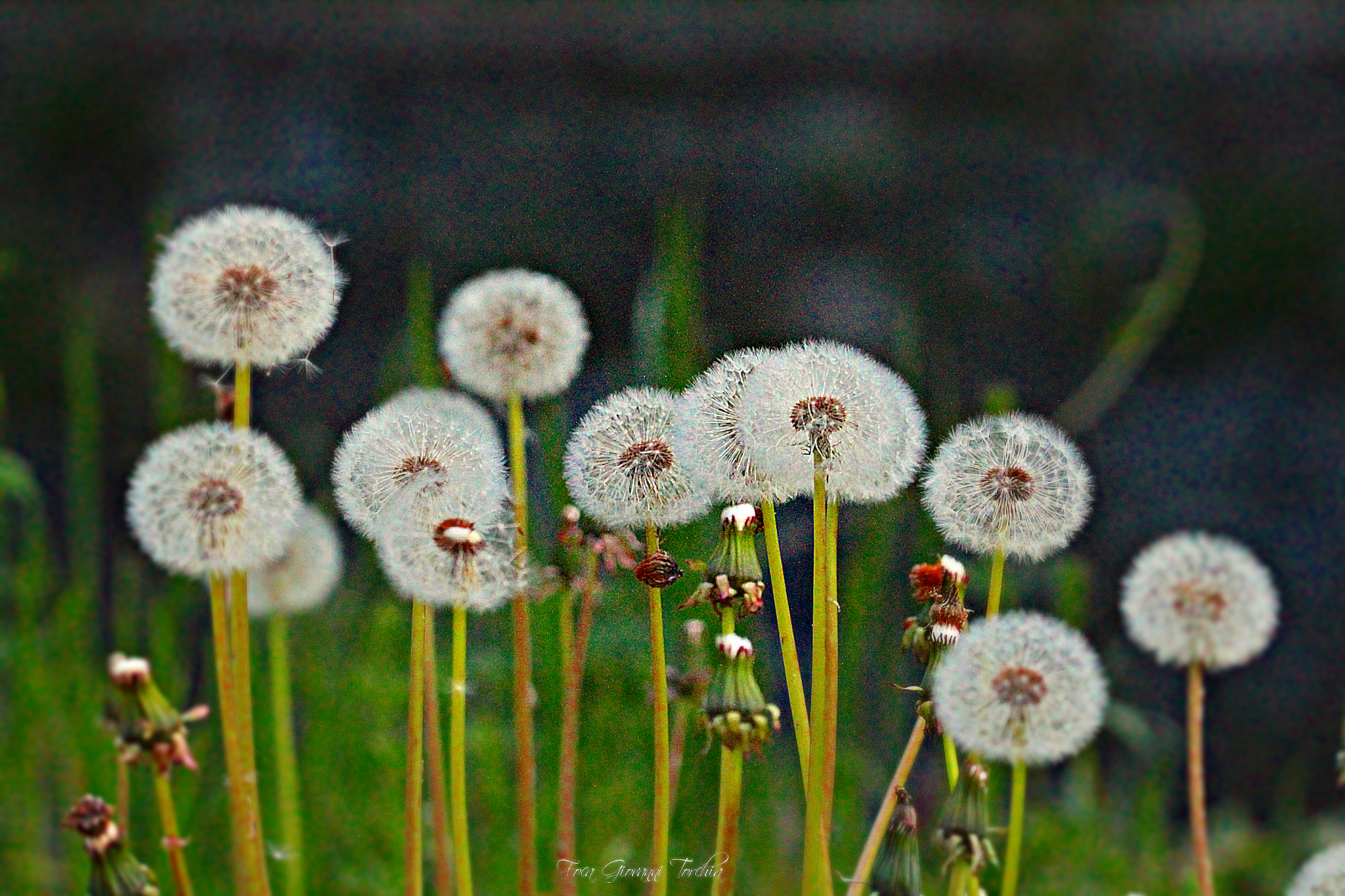 Sigma 150-600mm F5-6.3 DG OS HSM | C sample photo. Taraxacum officinale photography