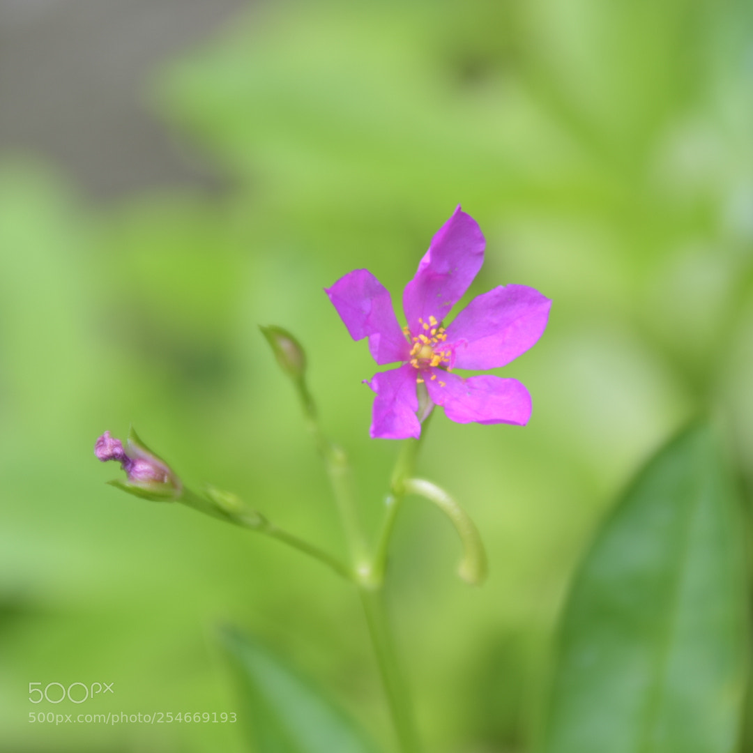 Nikon D5300 sample photo. Purple flower photography