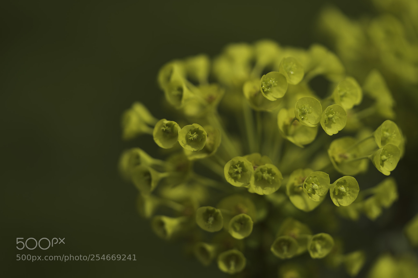 Sony a7 II sample photo. Yellow photography