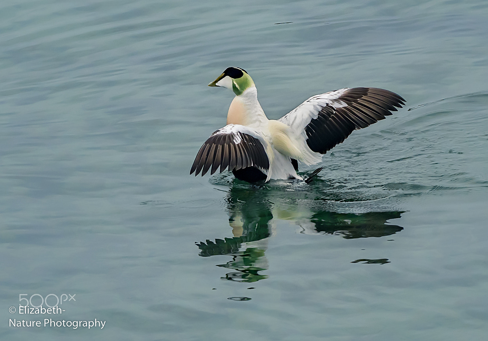 Nikon D500 sample photo. Male common eider stretching its wings photography