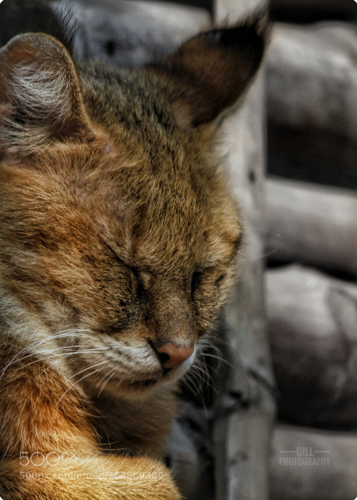 Canon EOS 700D (EOS Rebel T5i / EOS Kiss X7i) sample photo. Beauty is dangerous also photography