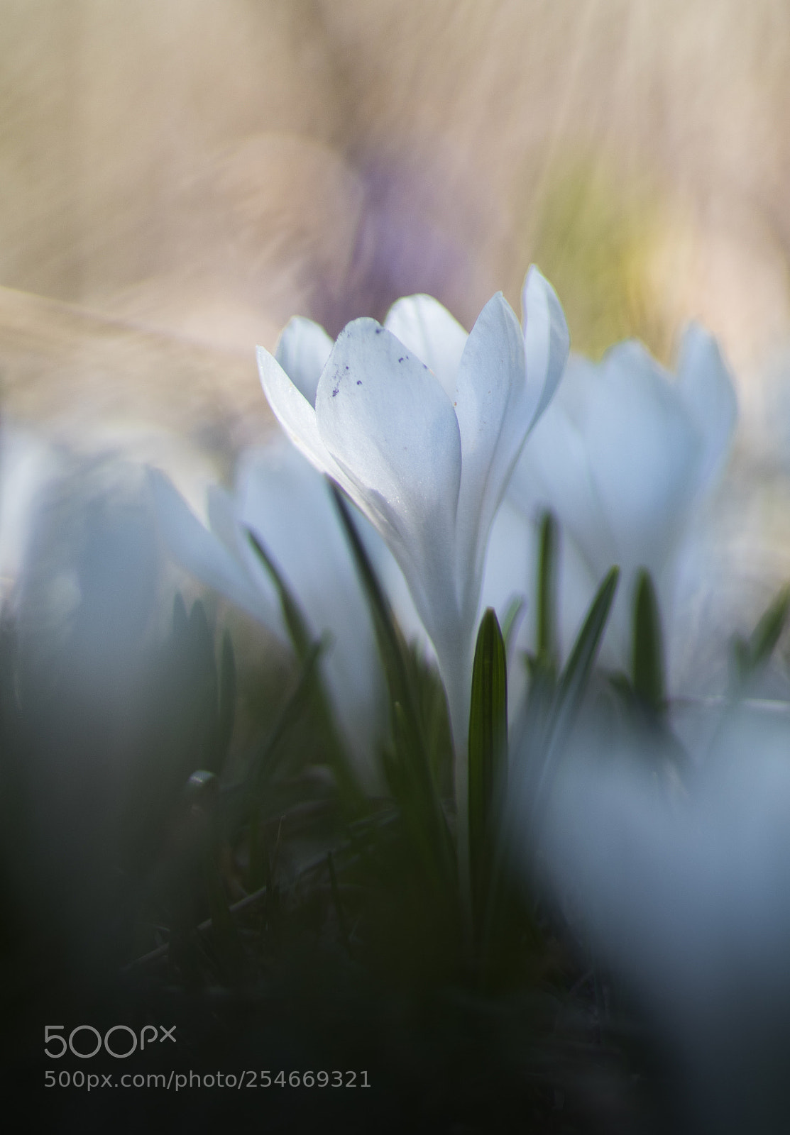 Canon EOS 80D sample photo. Crocus #1 photography