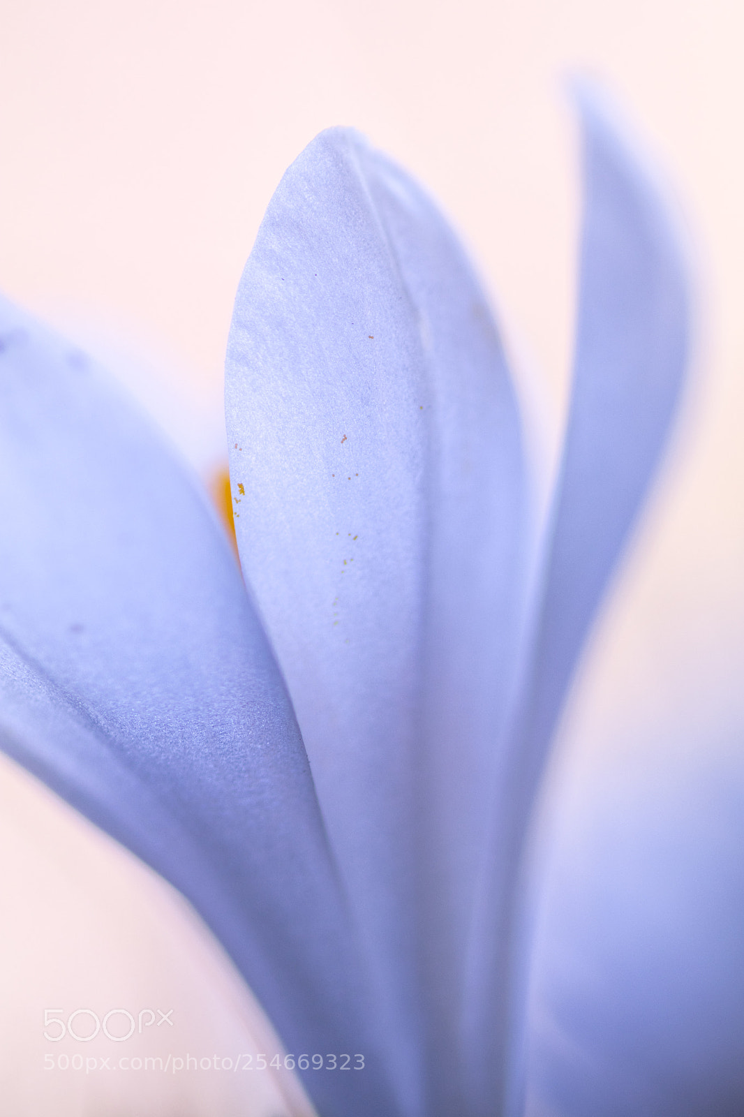 Canon EOS 80D sample photo. Crocus #2 photography