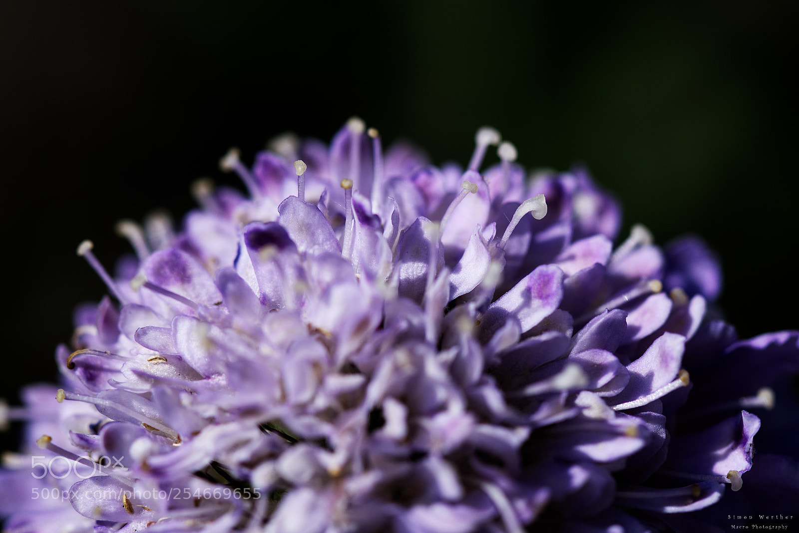 Nikon D5600 sample photo. Tauben-skabiose photography