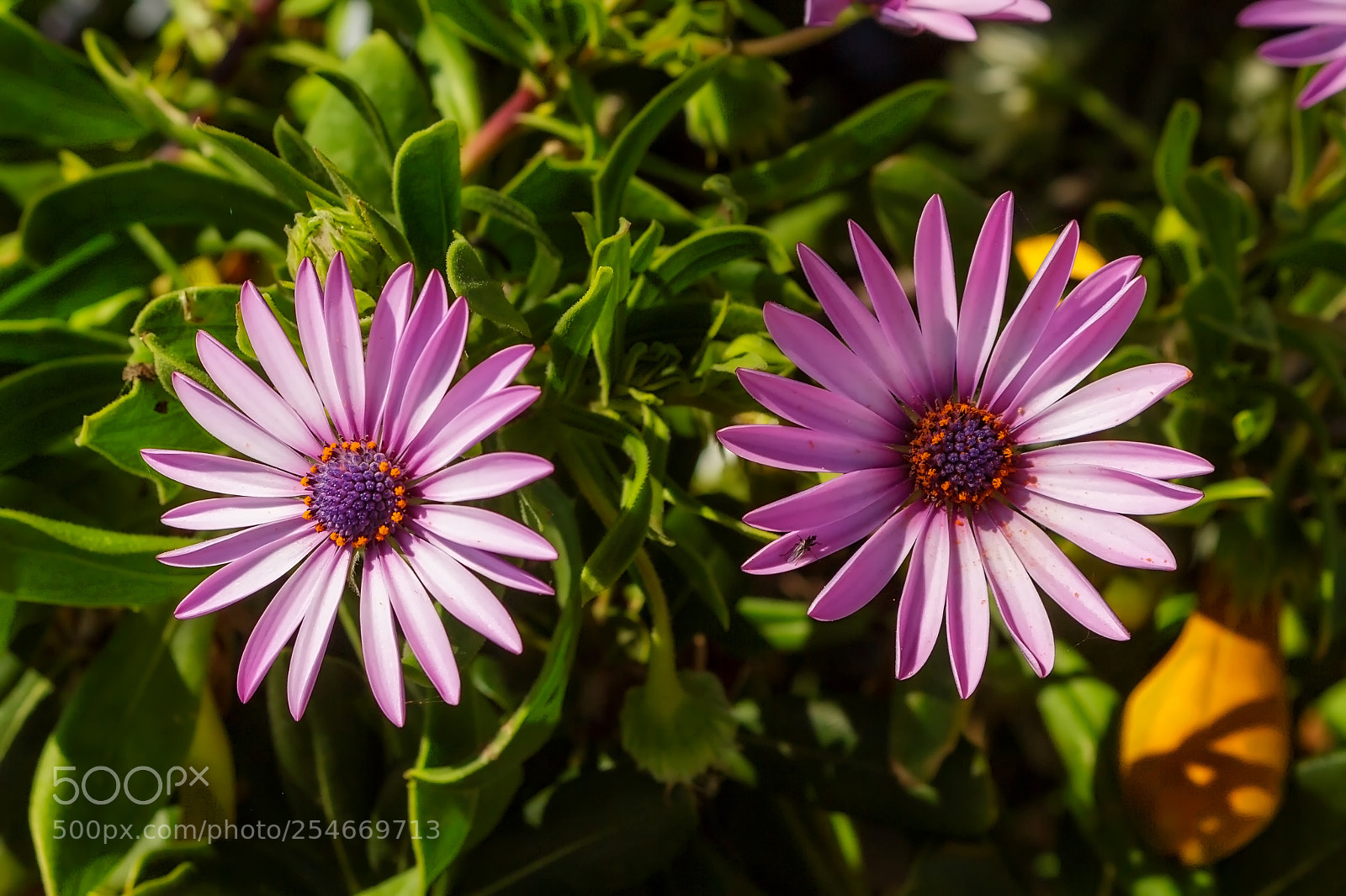 Canon EOS 700D (EOS Rebel T5i / EOS Kiss X7i) sample photo. Saguntos beach's flowers photography