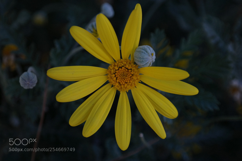 Samsung NX300 sample photo. ... photography