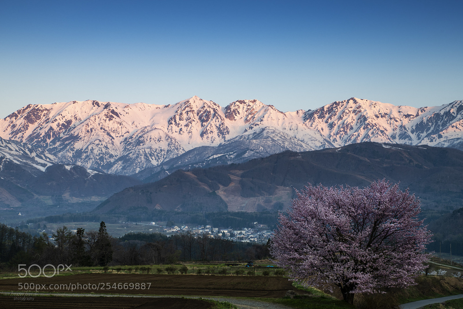 Nikon D850 sample photo. Cherry blossom in hakuba photography