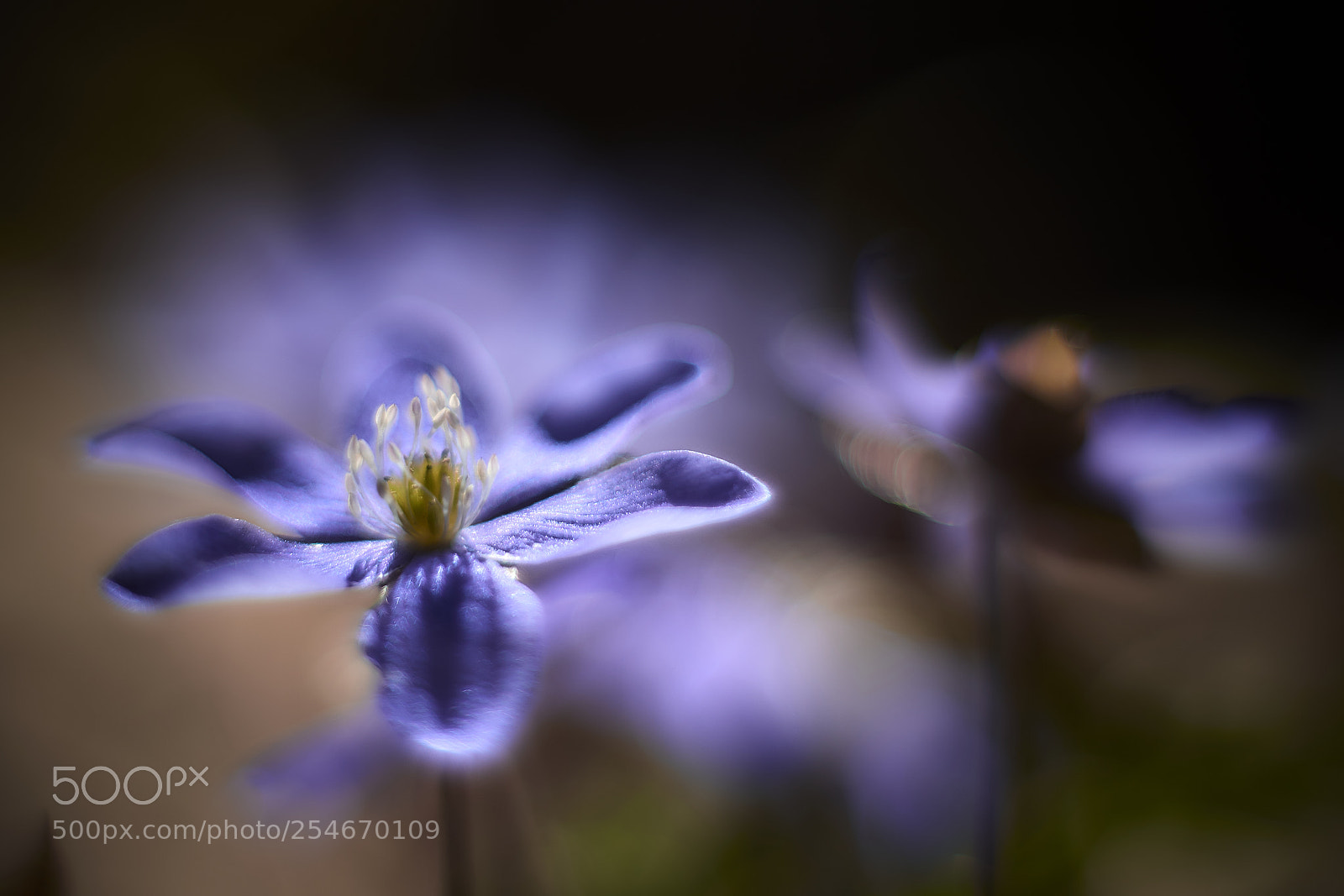 Nikon D800E sample photo. Petal fire photography