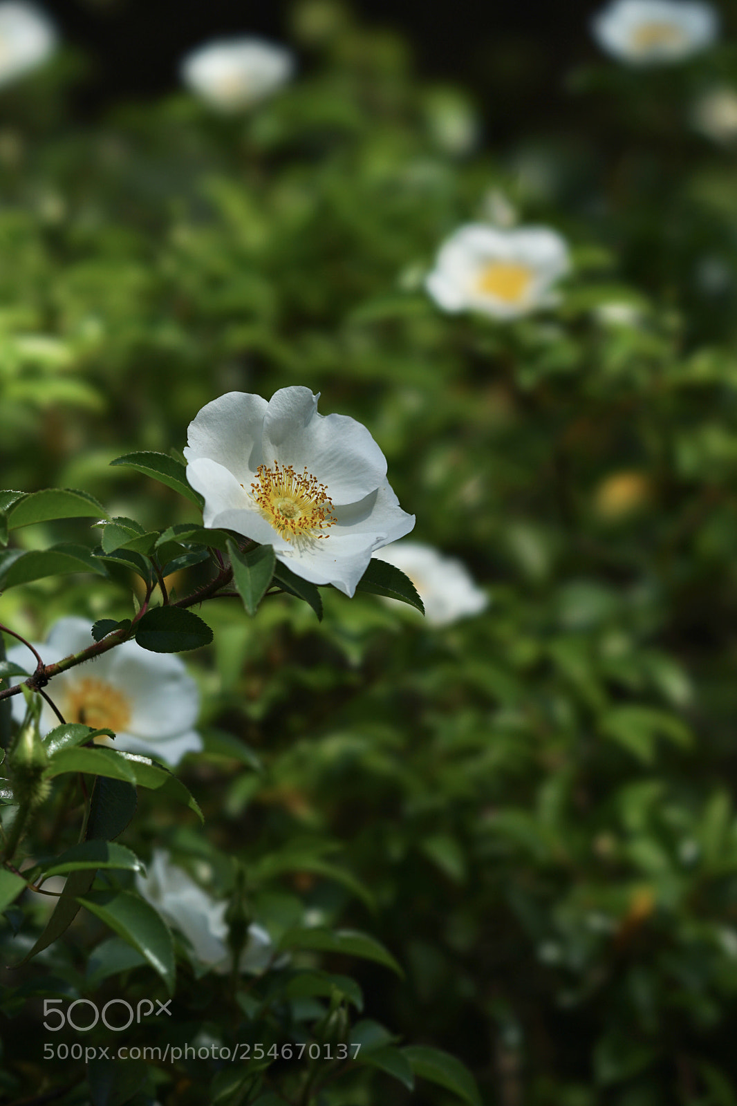 Sony a7 II sample photo. Spring colors! photography