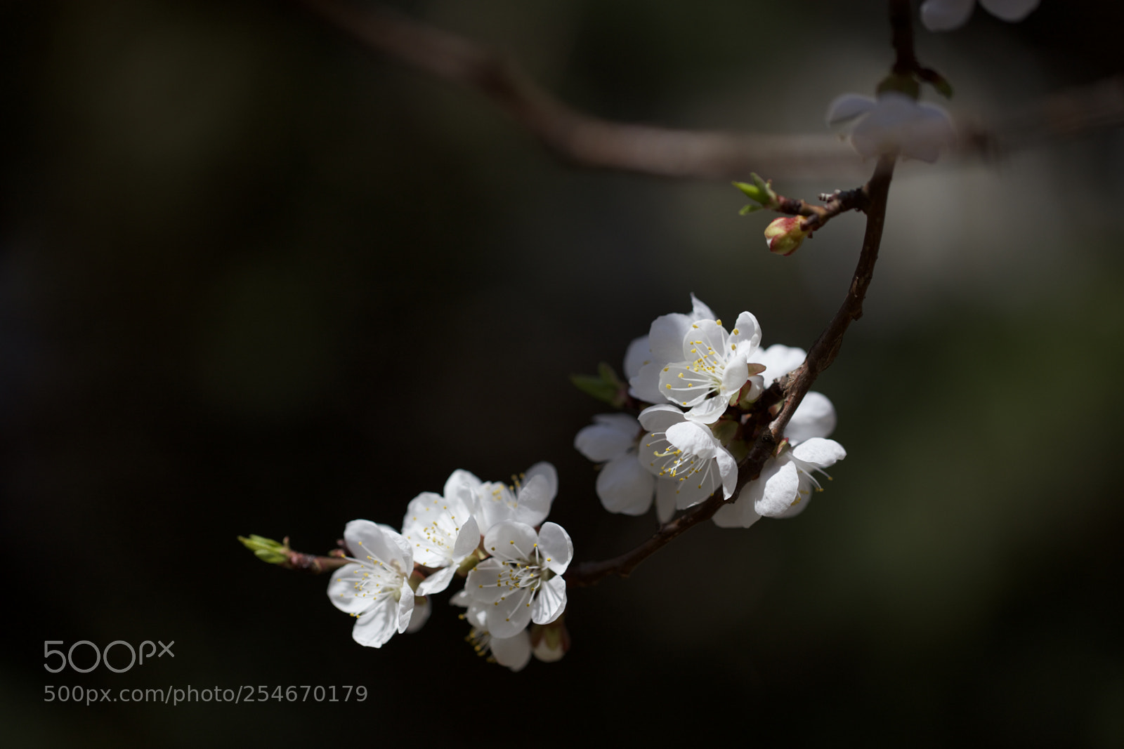 Canon EOS 5DS sample photo. Another blossom shot photography