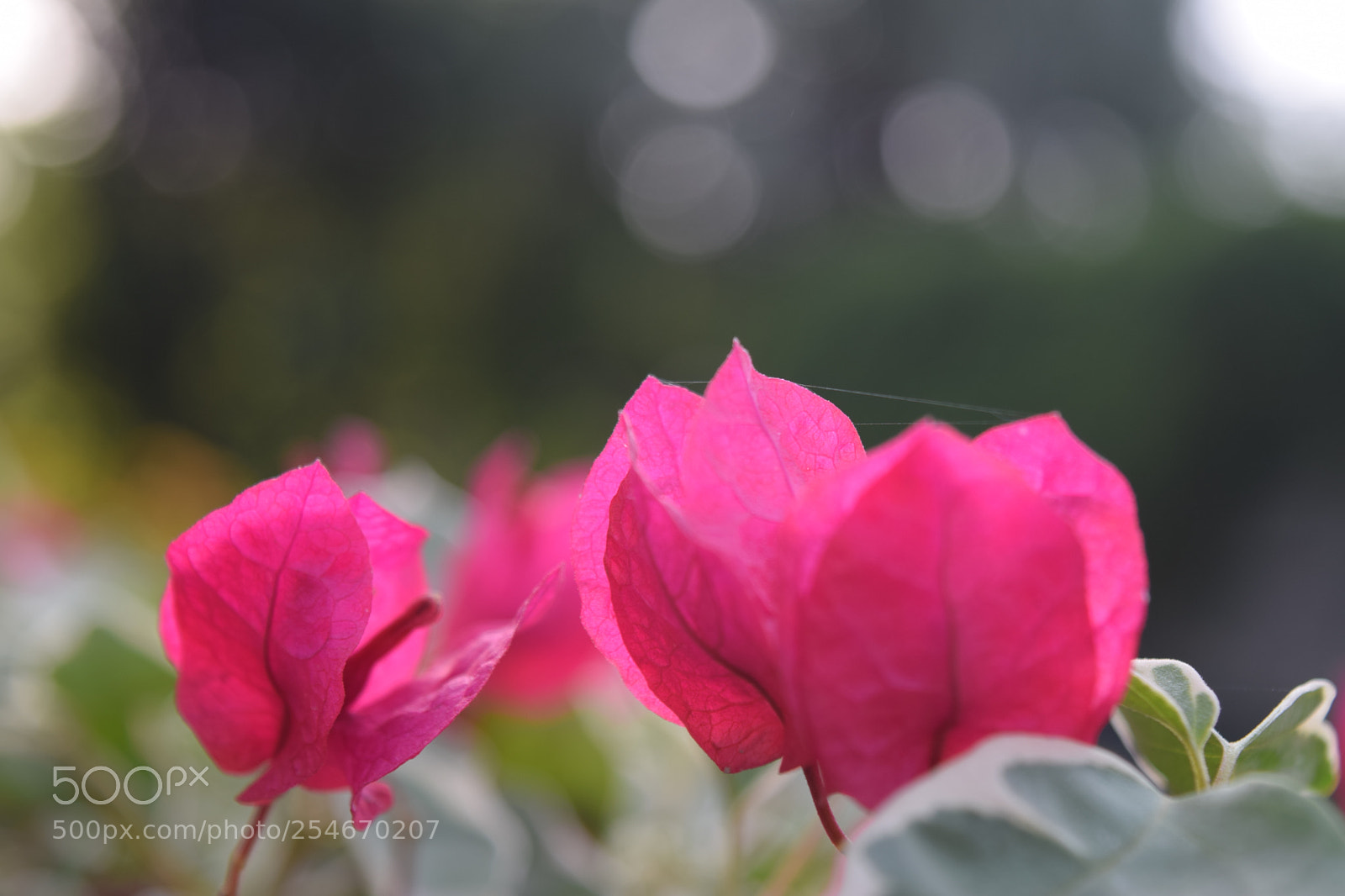 Nikon D3300 sample photo. Dsc photography