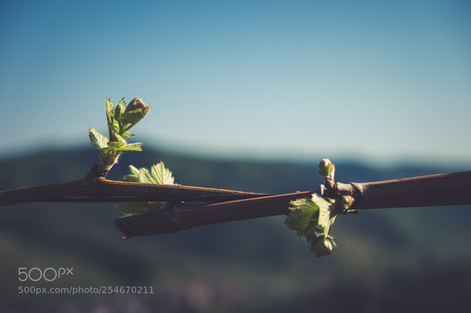 Fujifilm X-E2 sample photo. New wine season begins photography