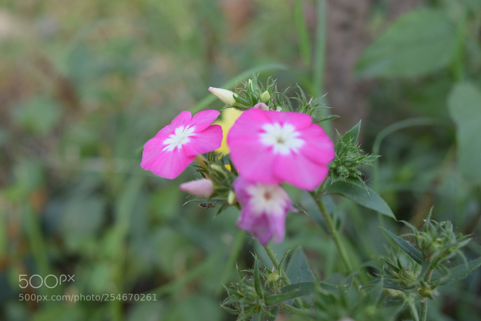Nikon D3300 sample photo. Dsc photography