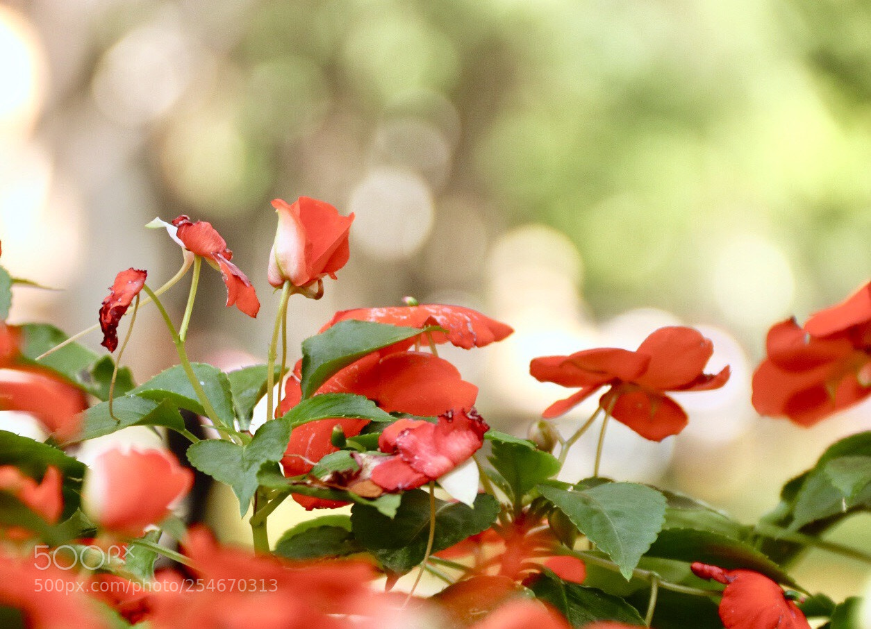 Canon EOS 80D sample photo. Untitled photography
