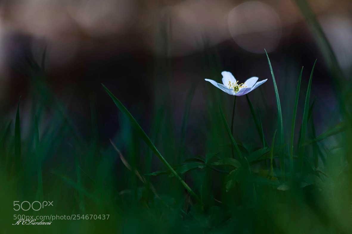 Canon EOS 5D Mark IV sample photo. Mélancolie photography