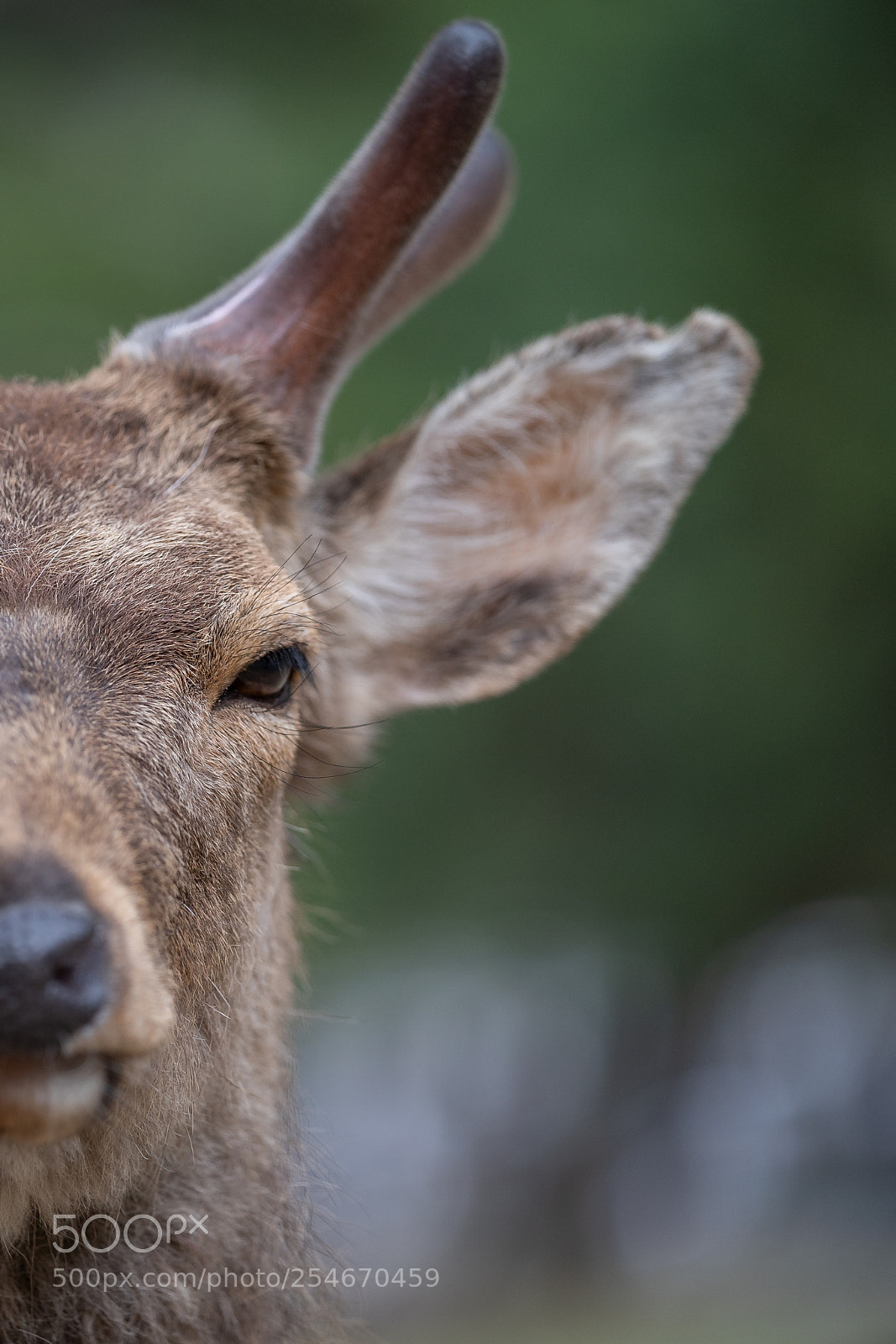 Sony a9 sample photo. Wild. photography