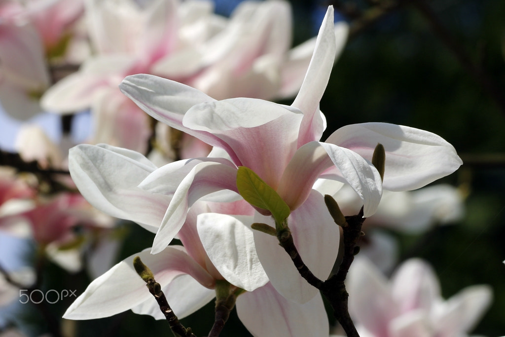 Canon EF 70-300mm F4-5.6 IS USM sample photo. Spring photography
