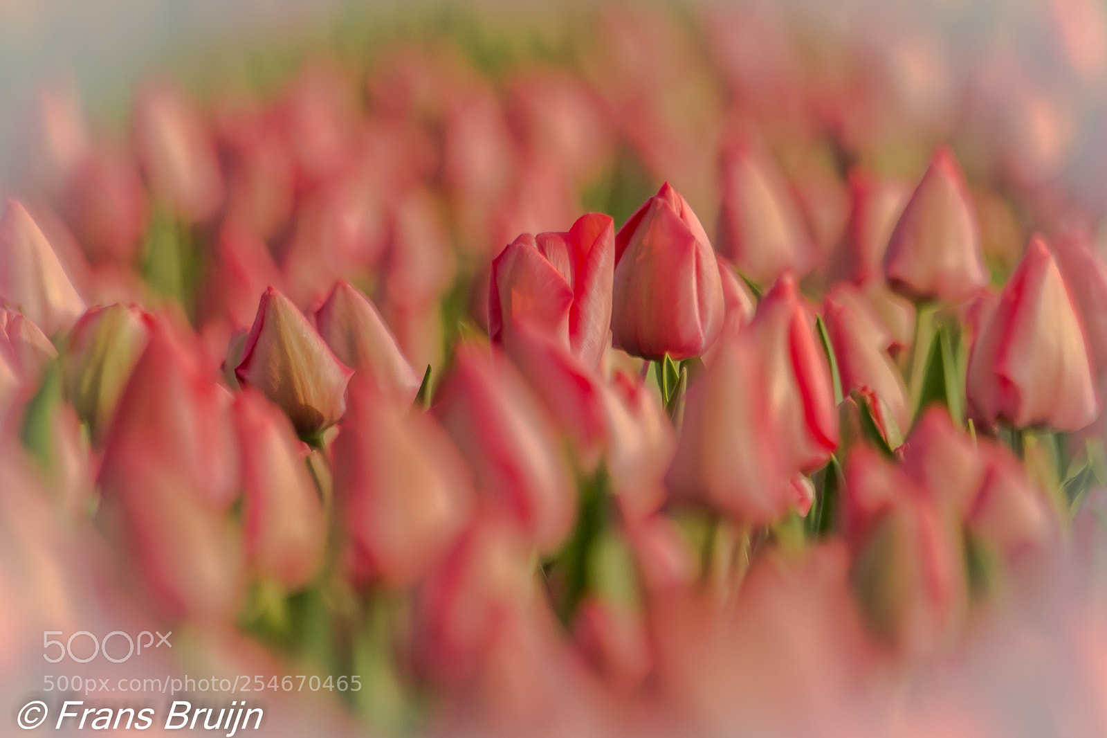 Canon EOS 60D sample photo. Tulpen photography