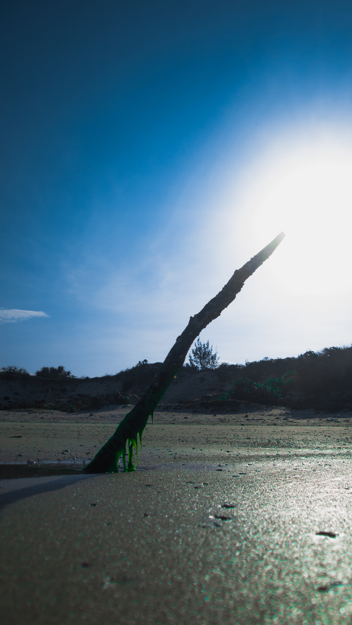 Olympus PEN E-P1 sample photo. Wood out of the sand photography