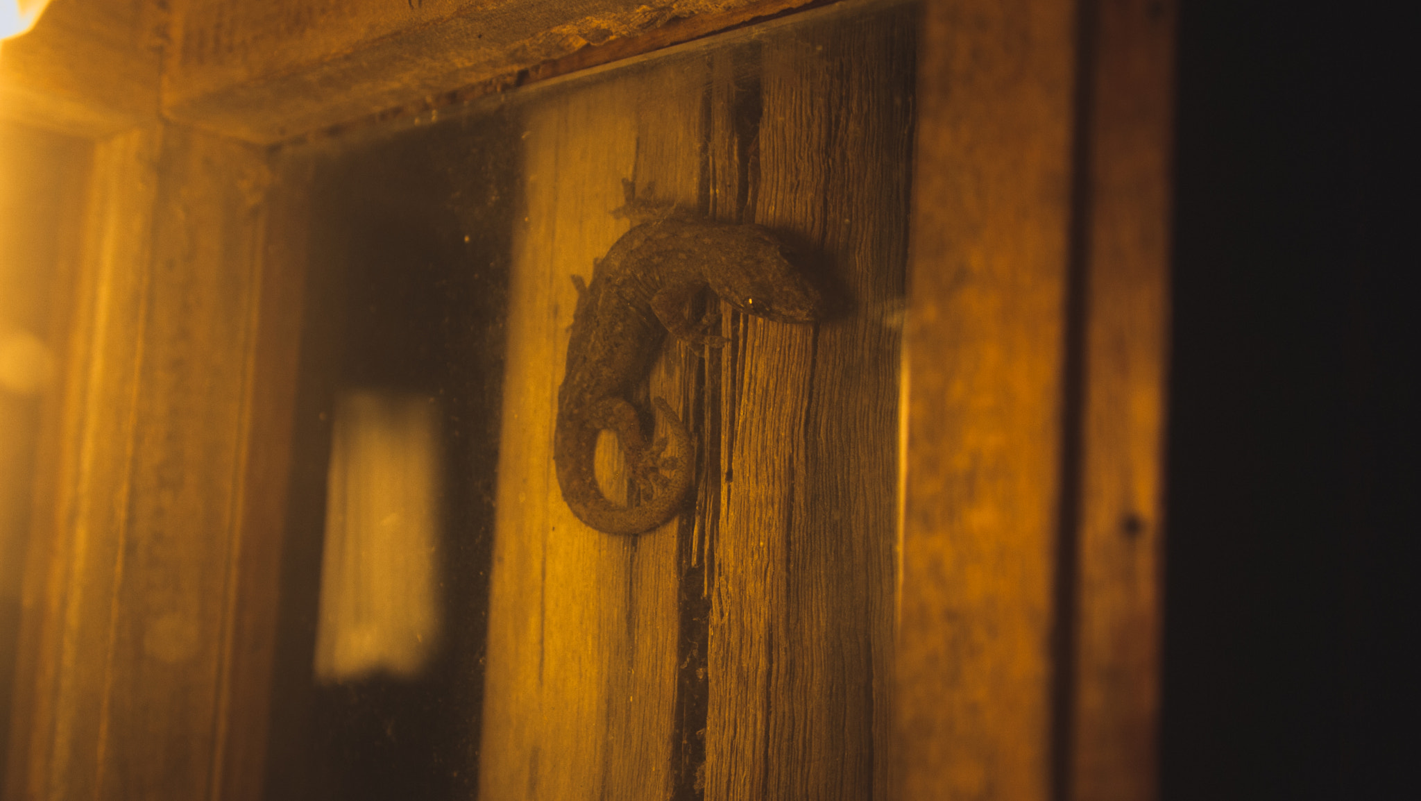 Olympus PEN E-P1 sample photo. Gecko under the light photography
