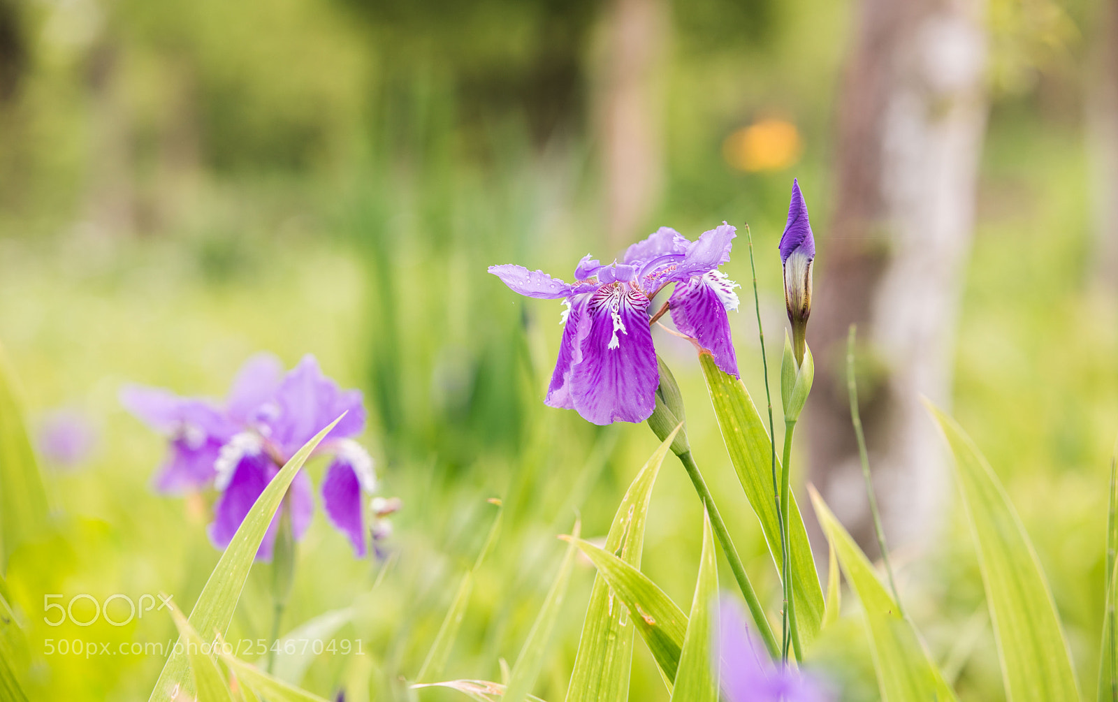 Canon EOS 5D Mark IV sample photo. 鸢尾花 photography