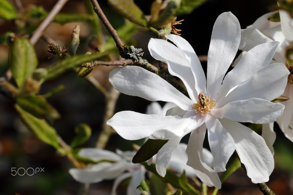 Canon EF 70-300mm F4-5.6 IS USM sample photo. Spring photography