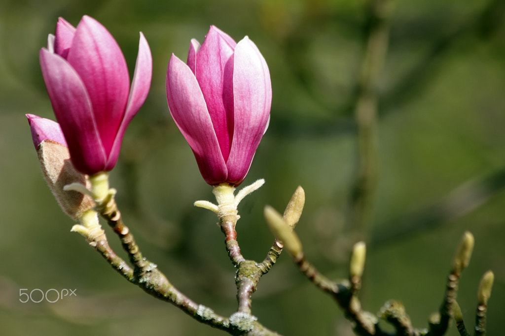 Canon EF 70-300mm F4-5.6 IS USM sample photo. Spring photography