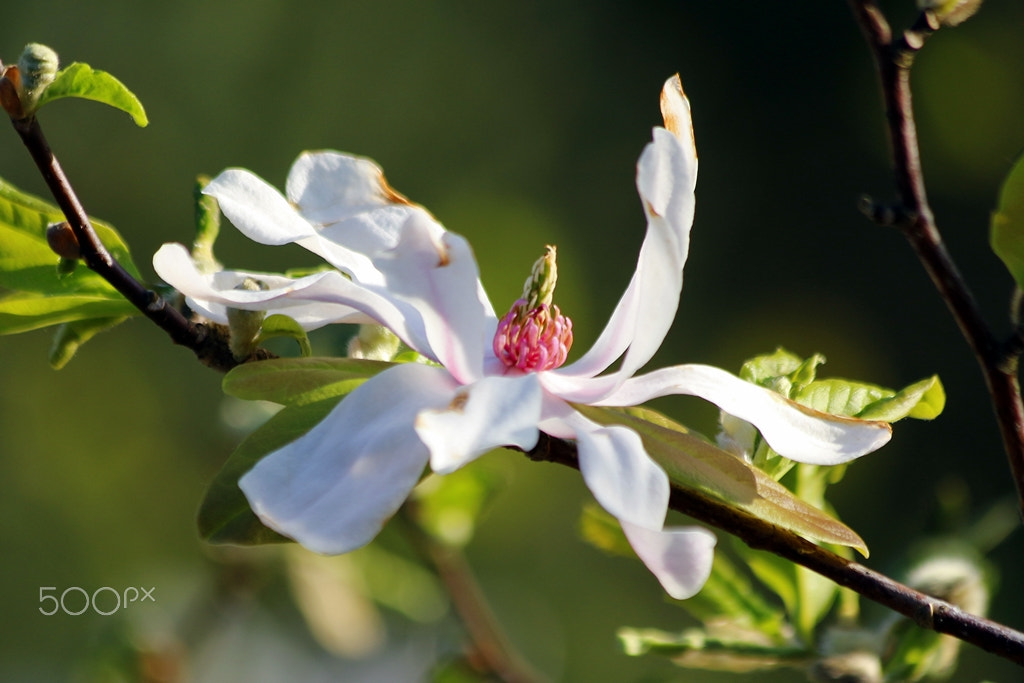 Canon EF 70-300mm F4-5.6 IS USM sample photo. Spring photography