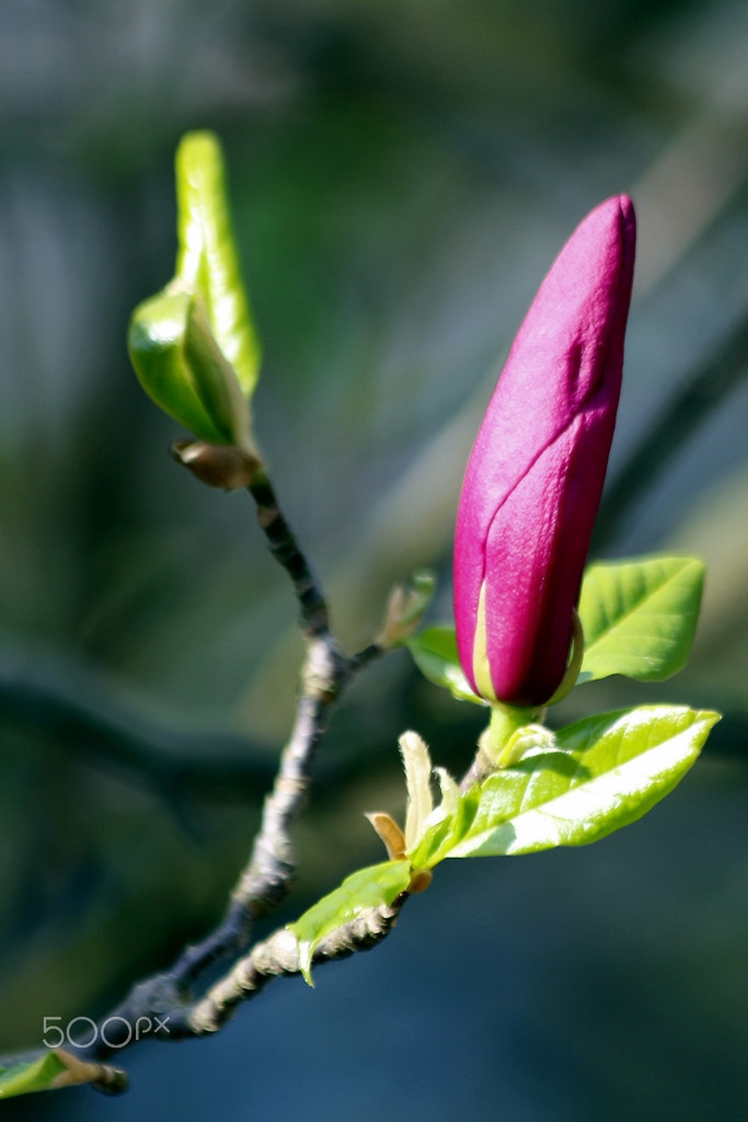 Canon EF 70-300mm F4-5.6 IS USM sample photo. Spring photography