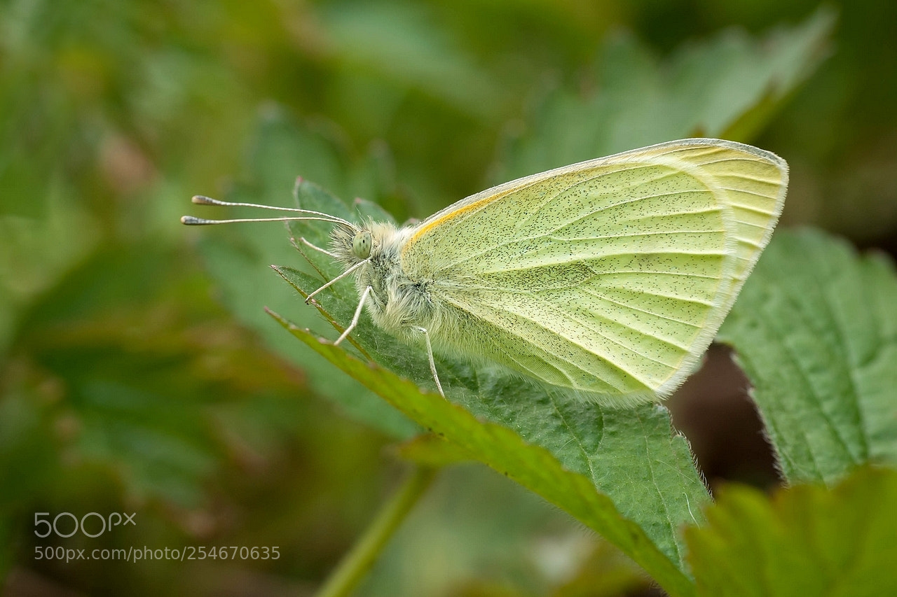 Olympus E-3 sample photo. Pieris rapae photography