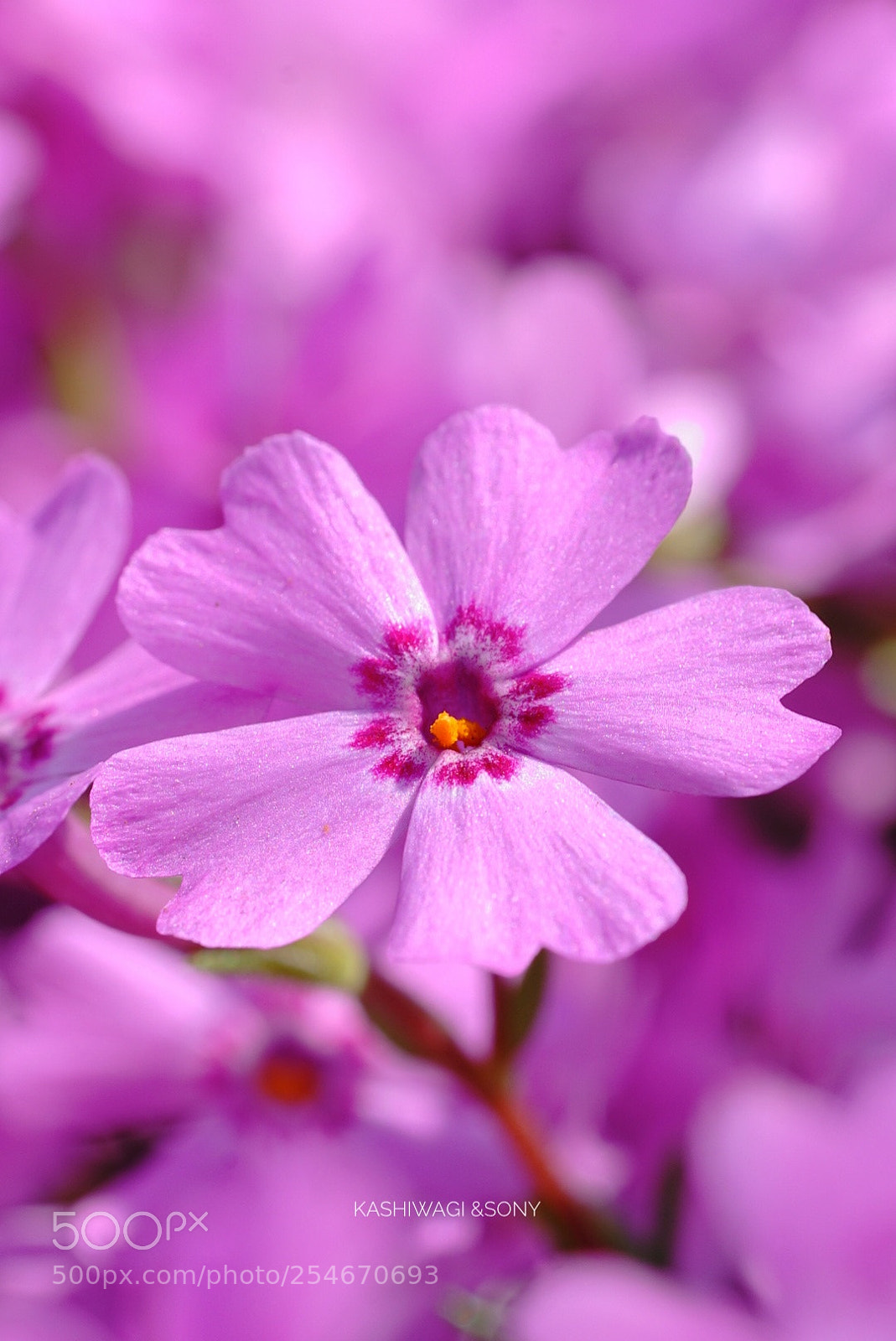 Sony a7 II sample photo. Pink! pink! pink! 
/ mossphlox photography