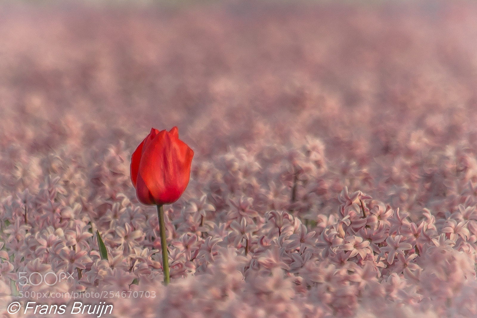 Canon EOS 60D sample photo. Tulpen photography