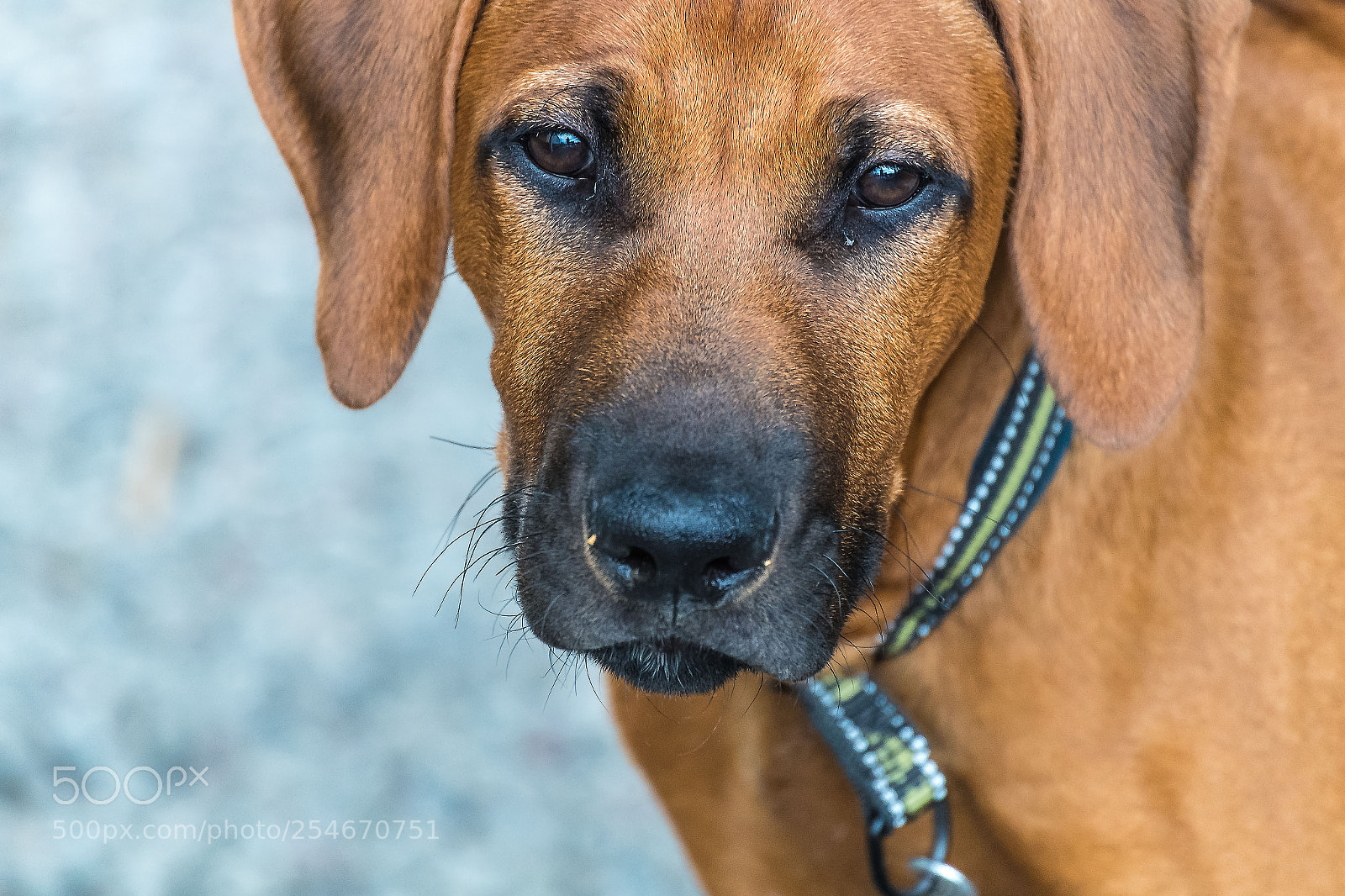 Pentax K-S2 sample photo. Hund photography