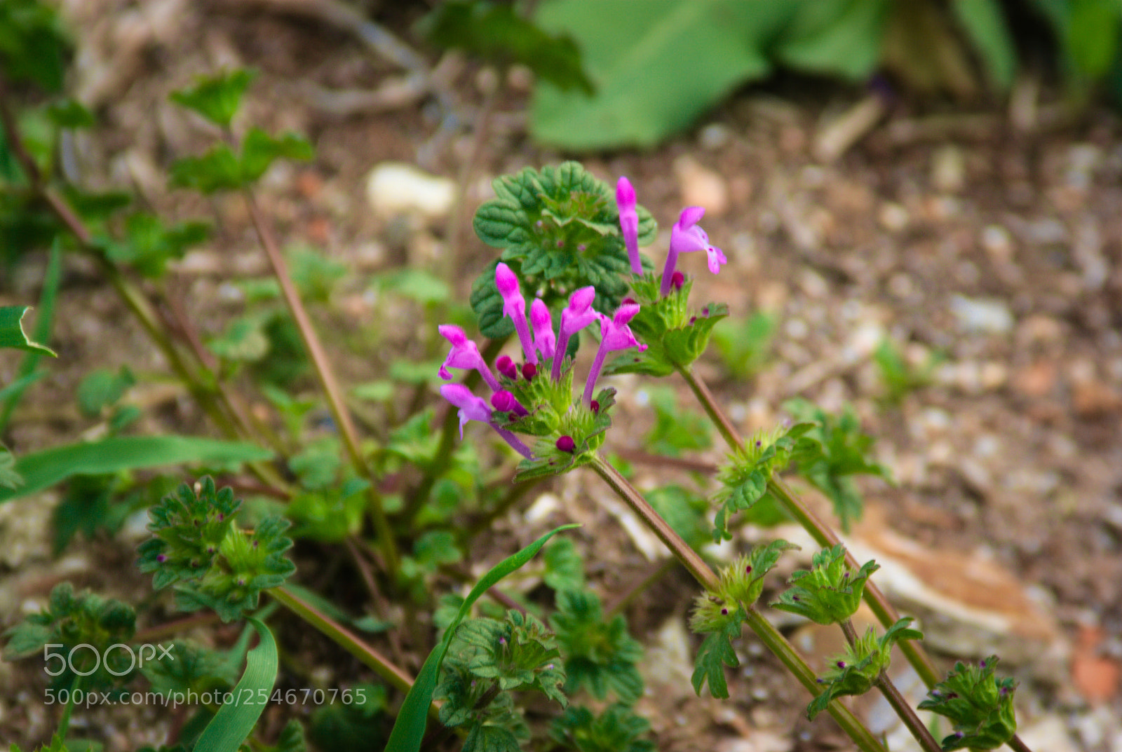 Pentax K10D sample photo. Beauty of the simplest photography