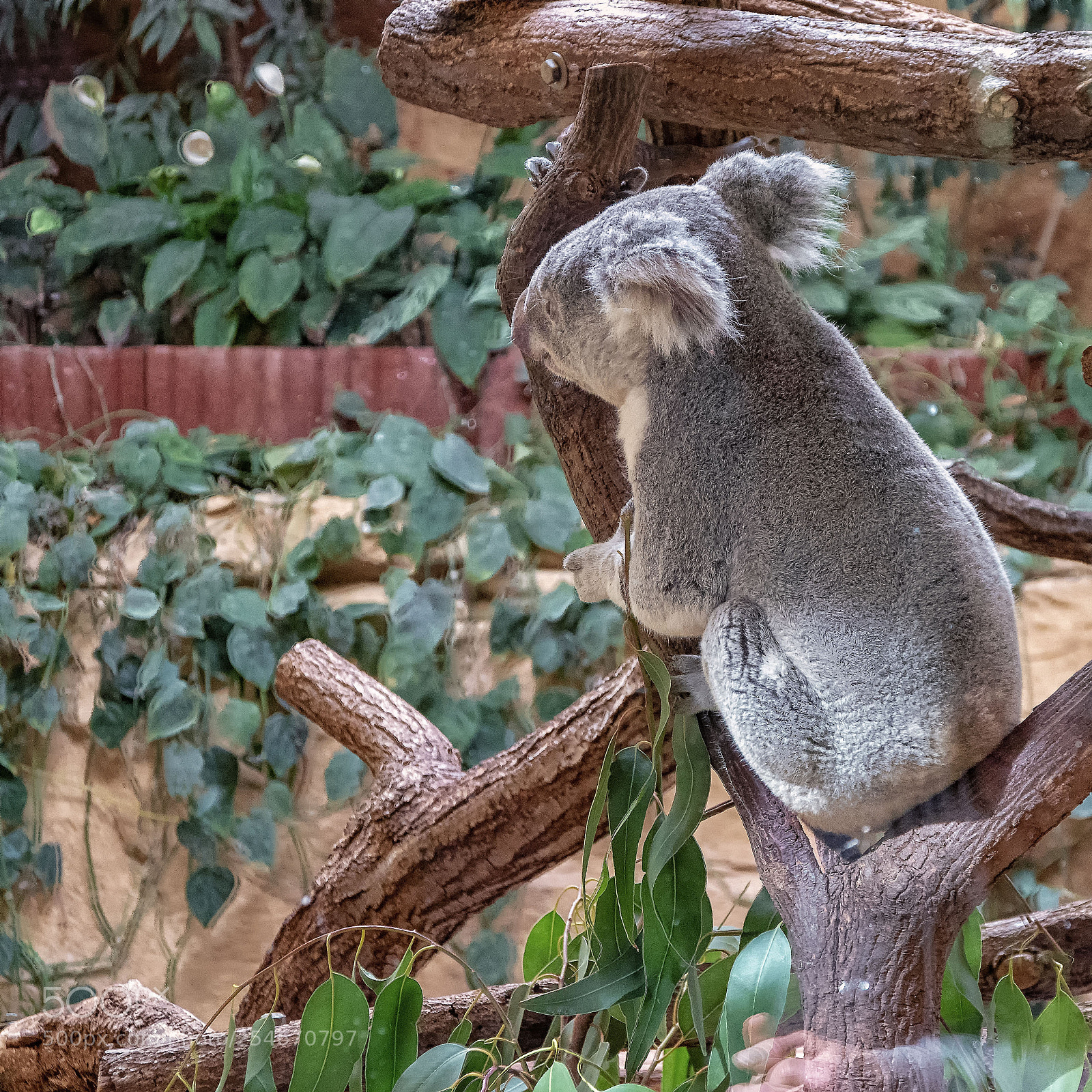 Pentax K-S2 sample photo. Koala photography