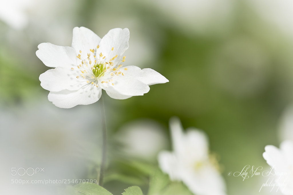 Nikon D810 sample photo. White beauty photography