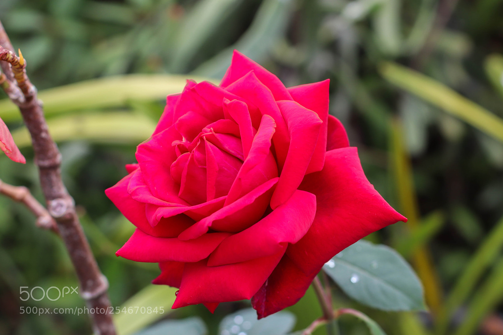 Canon EOS 200D (EOS Rebel SL2 / EOS Kiss X9) sample photo. Rose photography