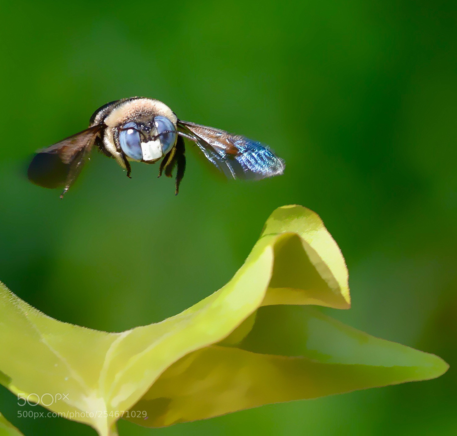 Nikon D800 sample photo. Bee in action  photography