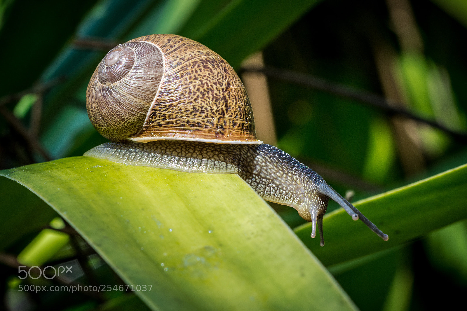 Nikon D7100 sample photo. Slug photography
