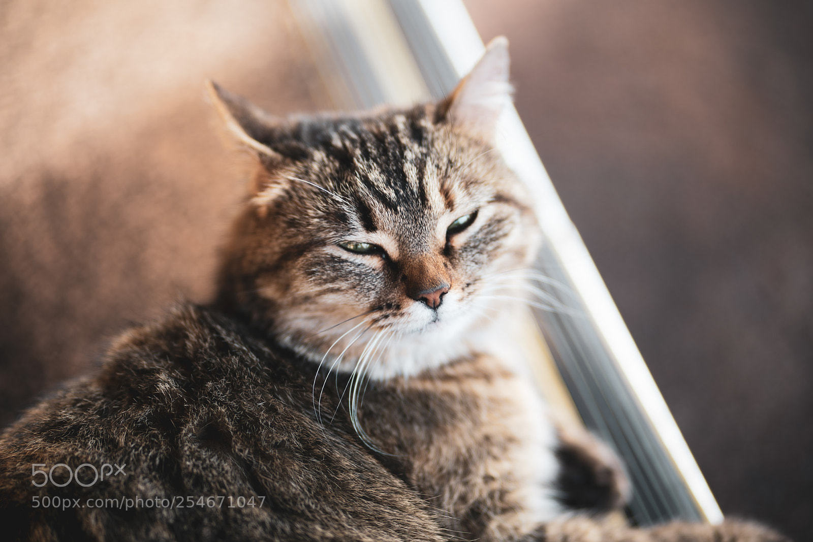 Sony a7R II sample photo. Murring cat photography