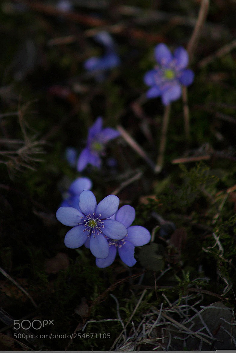 Canon EOS 5D Mark II sample photo. Spring magic photography