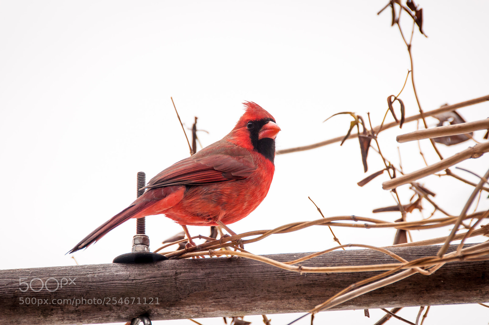 Nikon D90 sample photo. Cardinal at feeding station photography