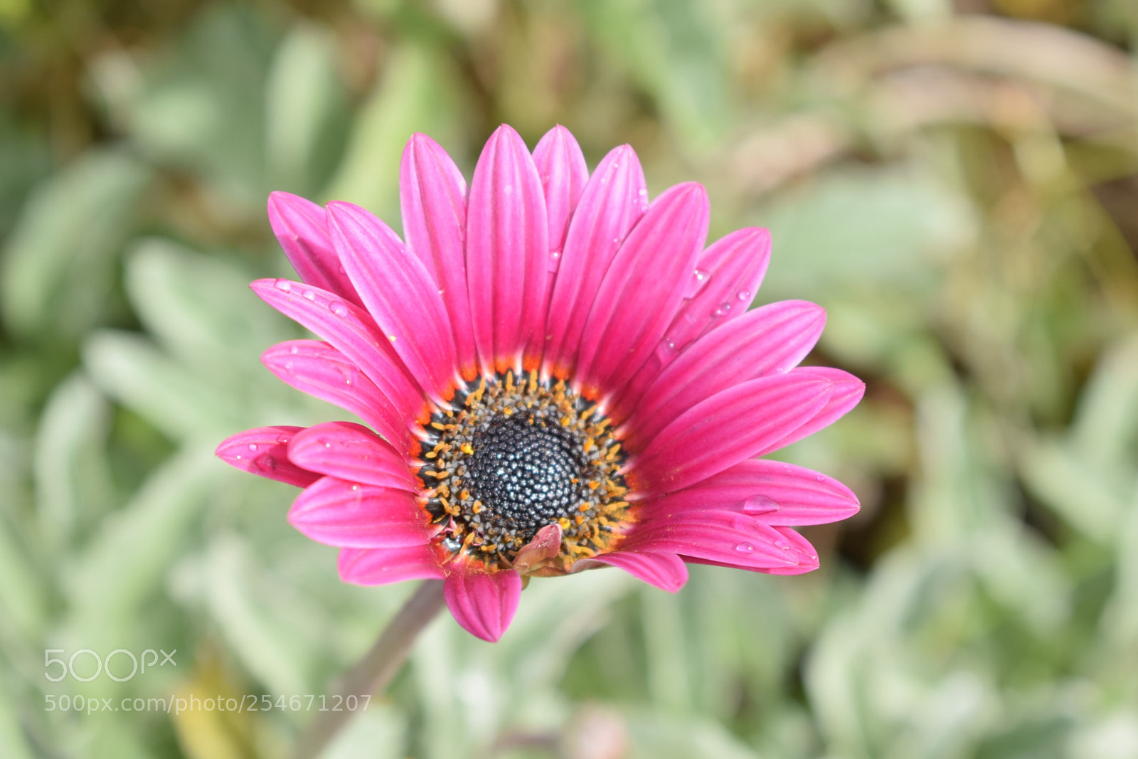 Nikon D3300 sample photo. The queen of tournesol photography