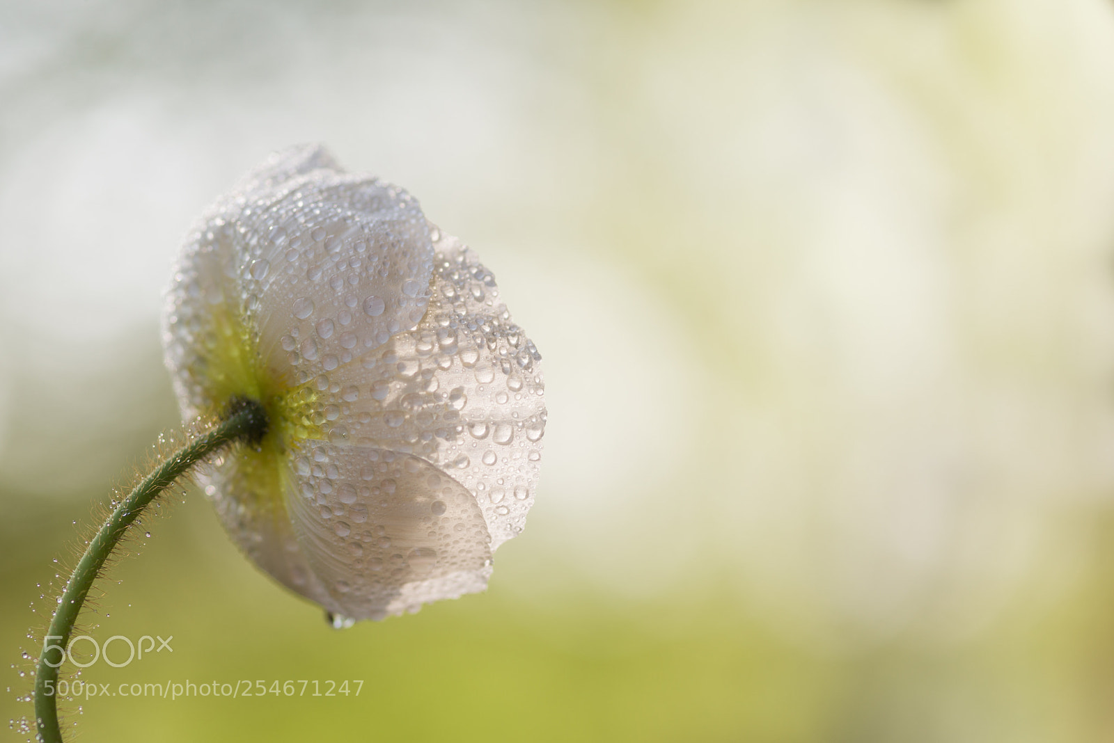 Nikon D800 sample photo. Good morning sunlight photography