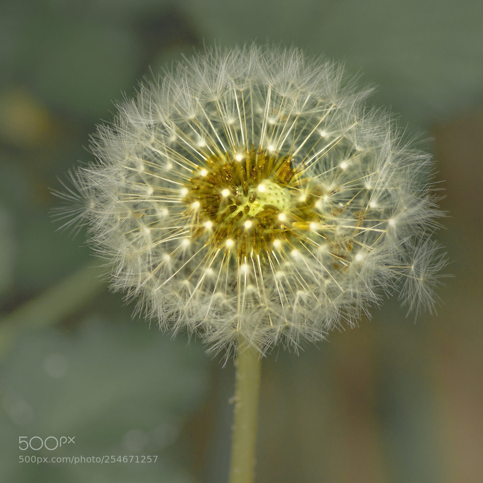 Sony SLT-A58 sample photo. Dandelion photography