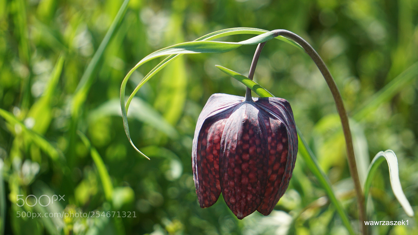 Sony a6000 sample photo. Fritillaria meleagris photography